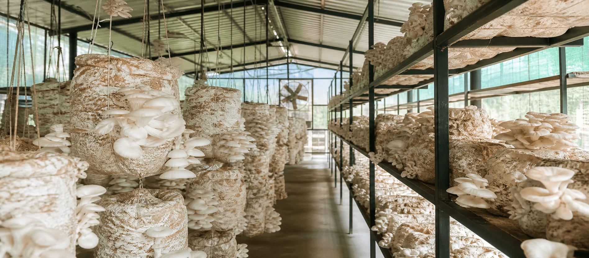 Interior of a hygienic oyster mushroom cultivation farm